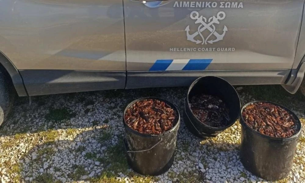 Πρέβεζα: Αλίευσε παράνομα πάνω από 1.200 ολοθούρια - Σερβίρονται με τιμές που φτάνουν και τα 1.000 ευρώ το κιλό